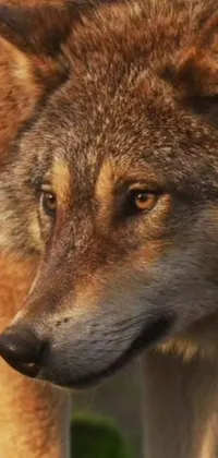 Experience the beauty and majesty of nature with this stunning phone live wallpaper featuring a photorealistic close-up of a wolf