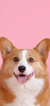 This phone live wallpaper features a close-up of a friendly corgi on a vibrant pink background surrounded by fun emojis, including a bow, zombie, strawberry, and fairy