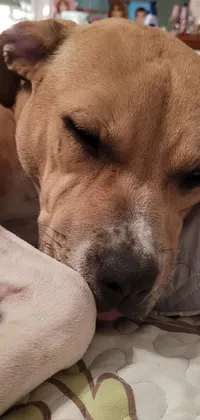 This phone live wallpaper showcases a serene brown pitbull resting on a bed
