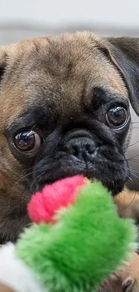 Looking for a lively and adorable live wallpaper for your phone? Look no further than this square pug wallpaper! Featuring an irresistible little pug chewing on a toy on the floor, the close-up shot perfectly captures the cute and playful nature of this beloved breed