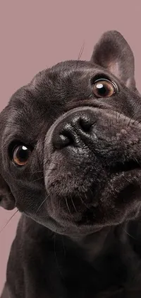 Get this stunning phone live wallpaper featuring a gorgeous photorealistic black French bulldog looking up at you with a playful wink