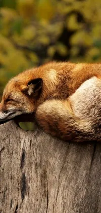 This phone live wallpaper showcases a brown fox sleeping peacefully on top of a tree stump