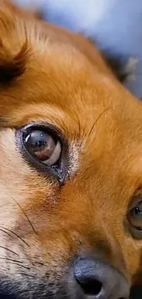 This phone live wallpaper boasts a breathtakingly realistic close-up shot of a dog on a bed, with a photorealistic display capturing each minute detail