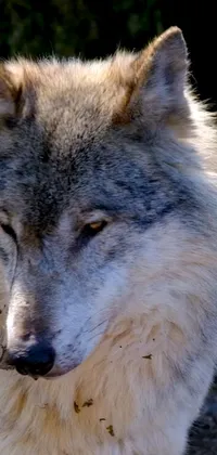This phone live wallpaper displays a detailed close-up of a wolf, with a blurred background