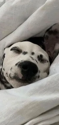 This live wallpaper features an adorable dalmatian dog sleeping peacefully under a warm and cozy blanket