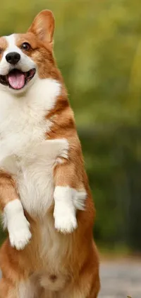 Looking for an adorable live wallpaper for your phone? Check out this vibrant digital artwork of a brown and white corgi standing on its hind legs, sourced from Shutterstock