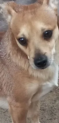 This phone live wallpaper features an image of a cute brown chihuahua dog standing on top of a dirt ground