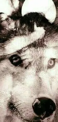 Carnivore Dog Whiskers Live Wallpaper