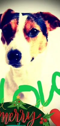 Introducing the new live wallpaper for your phone featuring a cute Jack Russell dog named Greeny
