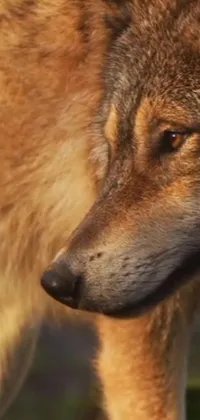 This beautiful phone live wallpaper showcases a stunning close-up of a wolf with a hazy background