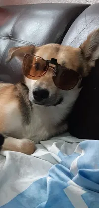 This live phone wallpaper features a cool dog sporting dark brown sunglasses as it lays on a blue sofa in a modern living room with white walls