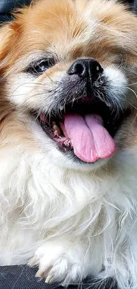 This phone live wallpaper features a cute shih tzu dog sitting in a car's back seat with a huge smile on its face and its tongue out