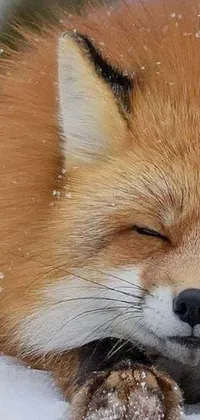 This live wallpaper features a realistic and whimsical scene of a red fox sleeping contentedly on a snowy landscape