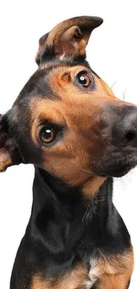 This live wallpaper features a close-up photograph of a unique canine - a rottweiler-rabbit hybrid with short brown hair and expressive eyes