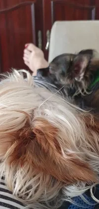 This charming live phone wallpaper depicts a heartwarming scene of a Chinese crested powderpuff dog and a cat snuggling on a bed, creating a cozy and comforting ambiance