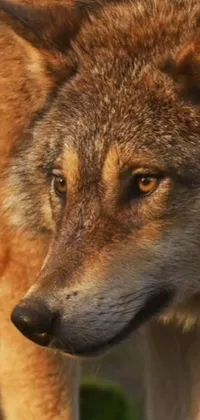 The Wolf Live Wallpaper offers a photorealistic and detailed depiction of a wolf captured in a morning golden hour
