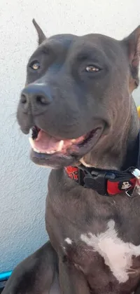 This phone live wallpaper showcases the charming face of a pitbull dog