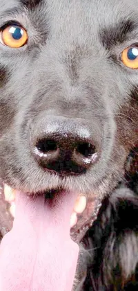 This phone live wallpaper features a high-resolution photograph of a close-up of a black dog with its tongue out