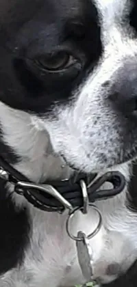 This phone live wallpaper features a close-up view of a charming canine wearing a black and white collar