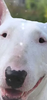 Carnivore Dog White Live Wallpaper