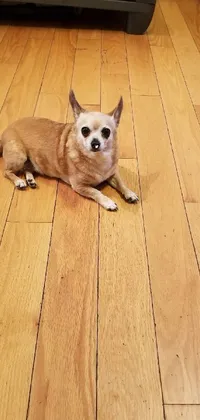 This phone live wallpaper features a small dog lying on a polished hard wood floor