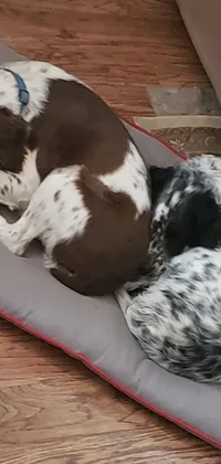 This attractive live phone wallpaper features two spotted dogs, relaxing on a comfortable dog bed