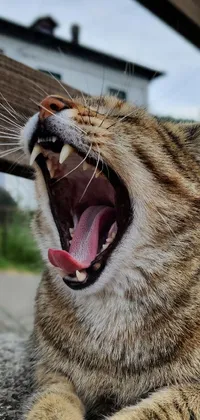 This vibrant and dynamic live wallpaper depicts a fierce and playful tabby cat with its jaws wide open, ready to pounce on its prey