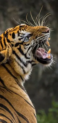 3D Tiger, angry, charged, cool, electric, tiger, HD phone wallpaper