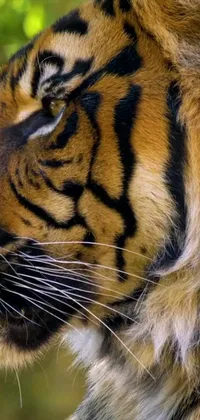 Get in touch with nature and add this close up of a tiger's face as your live phone wallpaper