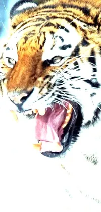 This phone live wallpaper showcases a close-up photograph of a fierce Siberian tiger with an open mouth