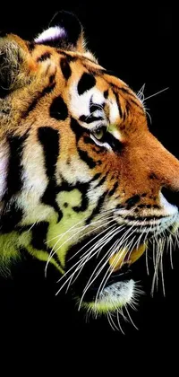 This captivating live wallpaper features a stunning tiger standing tall on hind legs with an intense gaze towards the distance