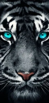 This phone wallpaper showcases a realistic digital rendering of a tiger's face with striking blue eyes against a blue steel background