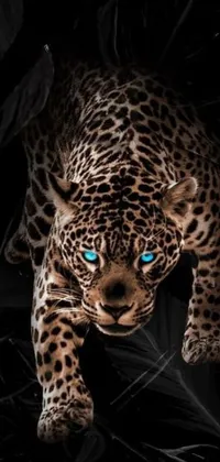 Get mesmerized by this phone live wallpaper featuring a captivating black and white photograph of a leopard with striking blue eyes