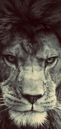 Unleash the raw power of nature with this stunning black and white phone live wallpaper featuring a commanding image of a lion captured from Unsplash