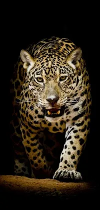 This phone live wallpaper depicts a fierce leopard in candid detail running towards the camera on a dark background