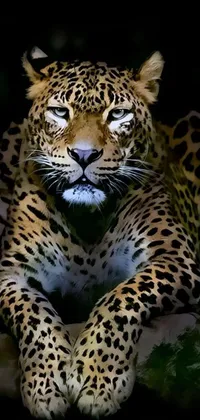 This stunning phone live wallpaper depicts a close-up of a proud and majestic leopard resting on a rock in thick jungle surroundings