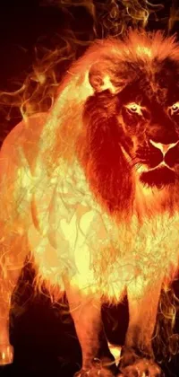 This phone live wallpaper features a stunning close-up of a fiery lion on a black background