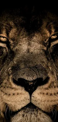 This phone wallpaper showcases an impressive close-up of a lion's face in a sepia tone set against a black backdrop