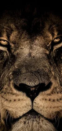 This lion-themed live wallpaper features a close-up visual of a scarred lion's face