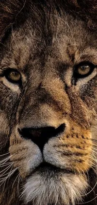 This live wallpaper features a stunning close-up of a lion's face, captured using an iPhone 13 Pro camera for natural beauty and detail