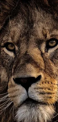 Looking for a powerful and realistic live wallpaper for your smartphone? Look no further than this hyper-realistic close-up of a lion's face