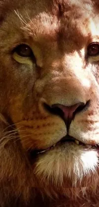 Get mesmerized by the stunning close-up of a lion's face with this phone live wallpaper