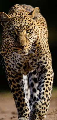Carnivore Felidae Leopard Live Wallpaper