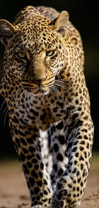 Carnivore Felidae Leopard Live Wallpaper