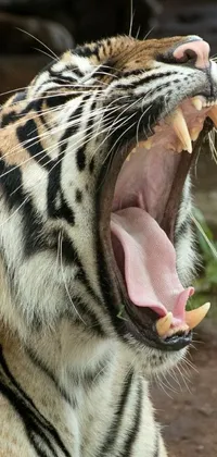 Get a stunning tiger live wallpaper for your phone! This dynamic wallpaper features a majestic tiger up close, with its mouth open in a mighty roar