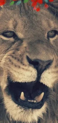 This magnificent phone live wallpaper features a close-up of a fierce lion with a beautiful flower on its head