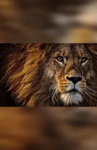 Carnivore Felidae Lion Live Wallpaper