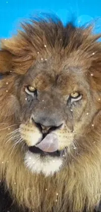 This phone live wallpaper features a stunning close up of a majestic lion set against a cool blue backdrop