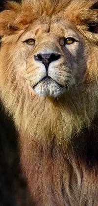Carnivore Felidae Masai Lion Live Wallpaper