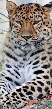 This dynamic live wallpaper showcases the majesty of a stealthy leopard resting beside a lush plant, accentuating the striking features of the powerful feline